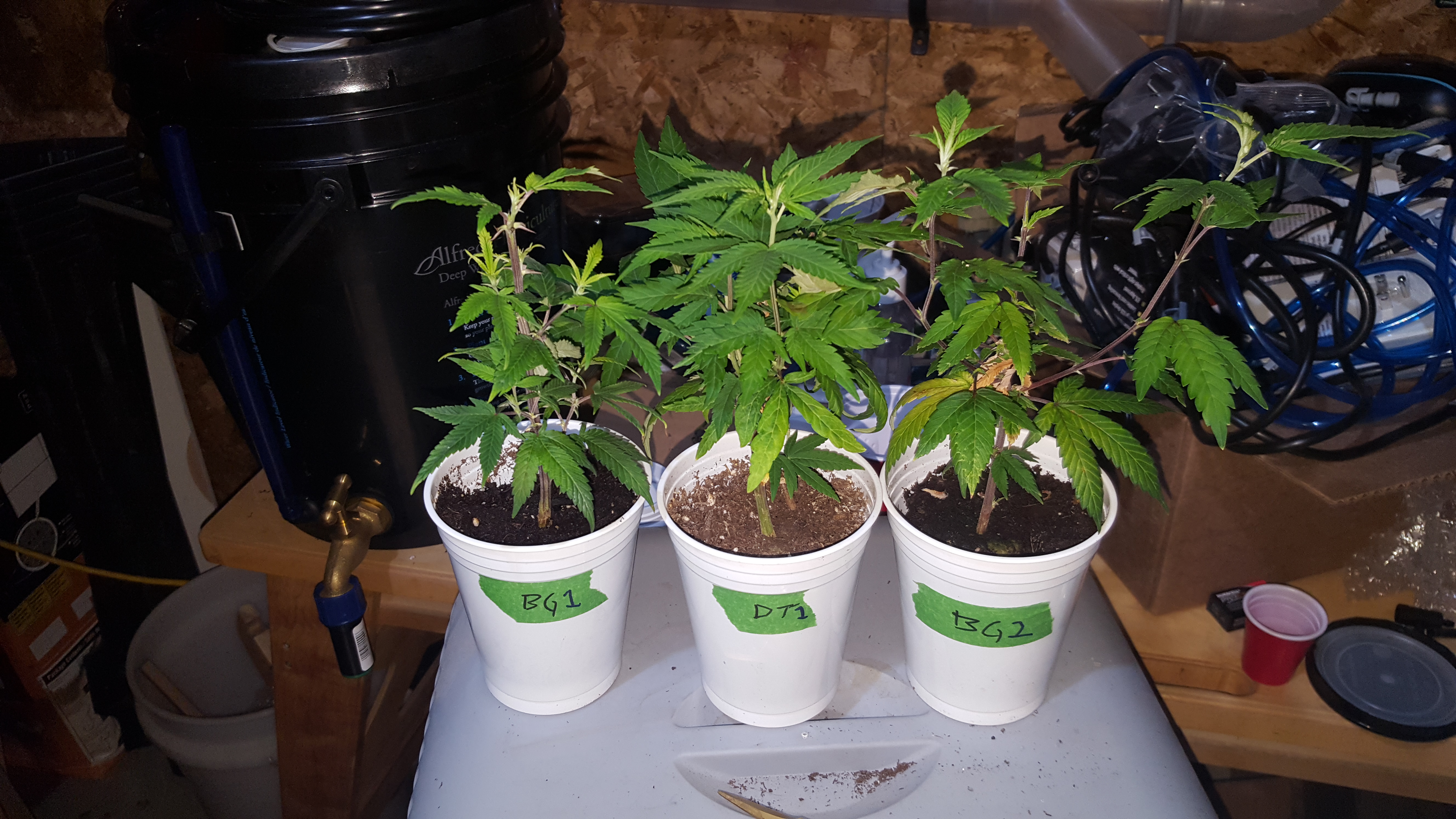 Clone Batch 1