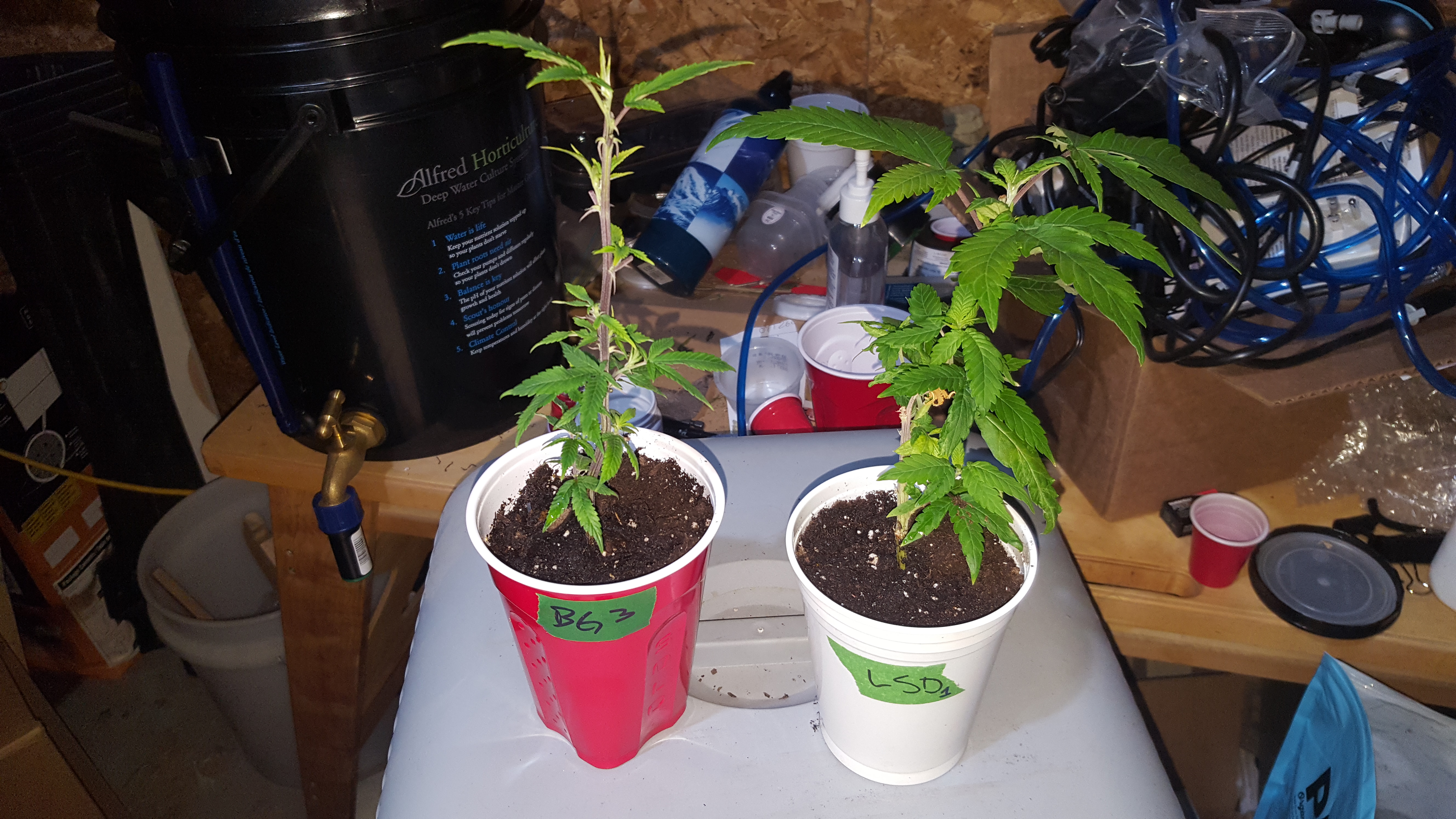 Clone Batch 2
