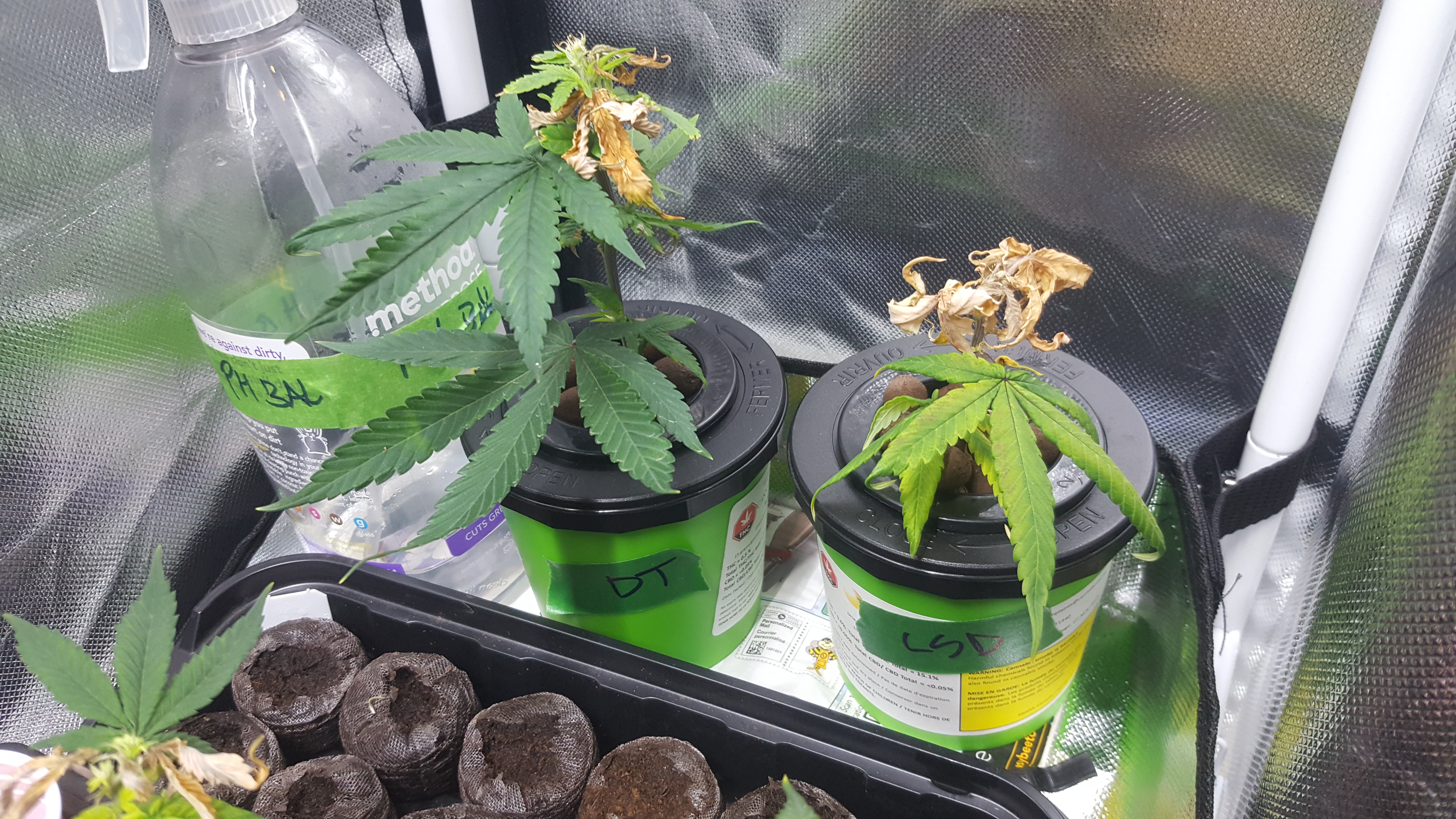 hydro DT and LSD