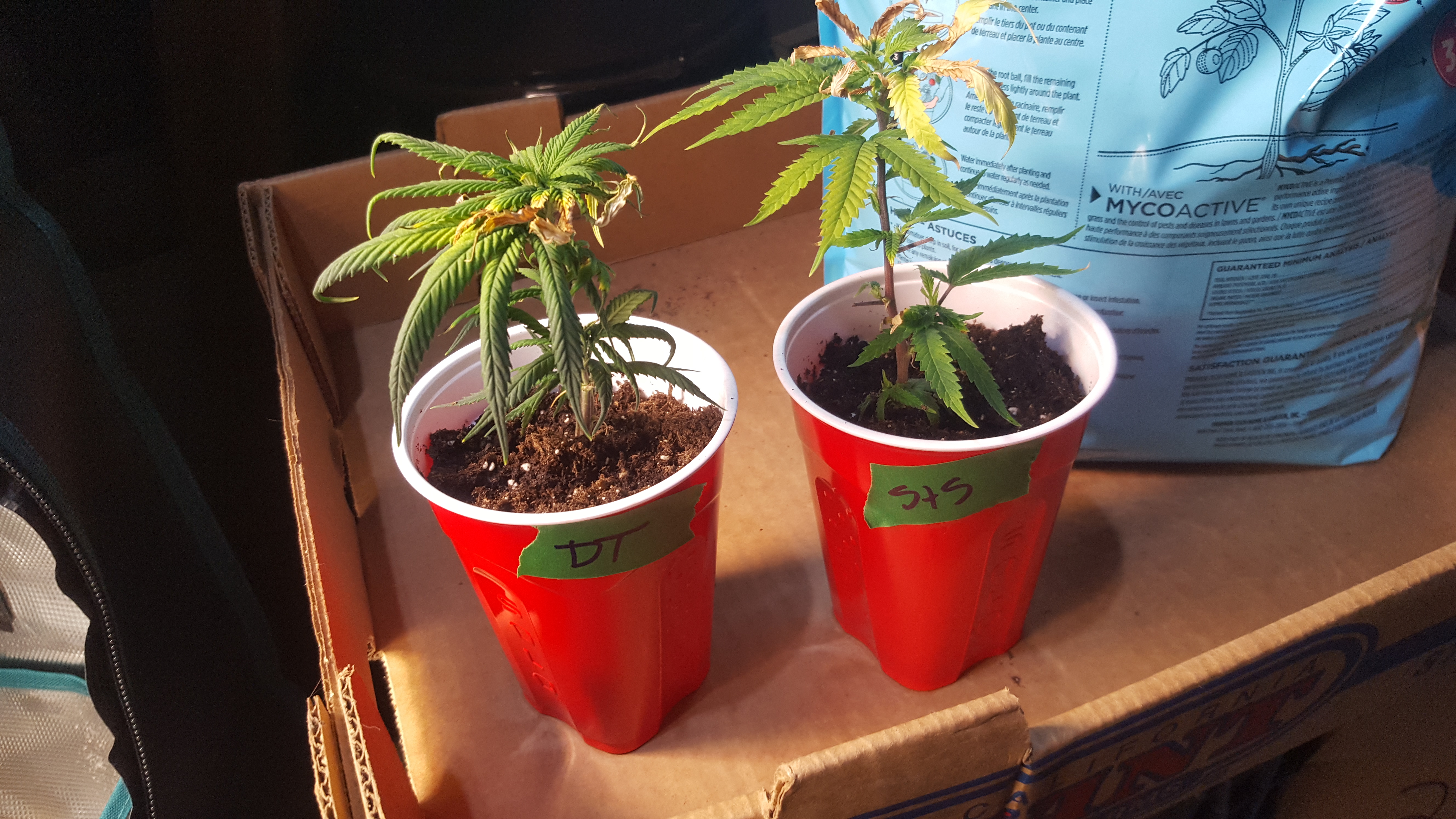 Soil DT and SnS