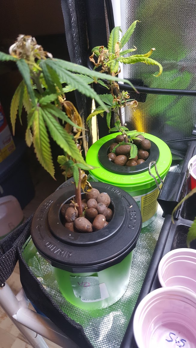 hydro UD and Sage n Sour