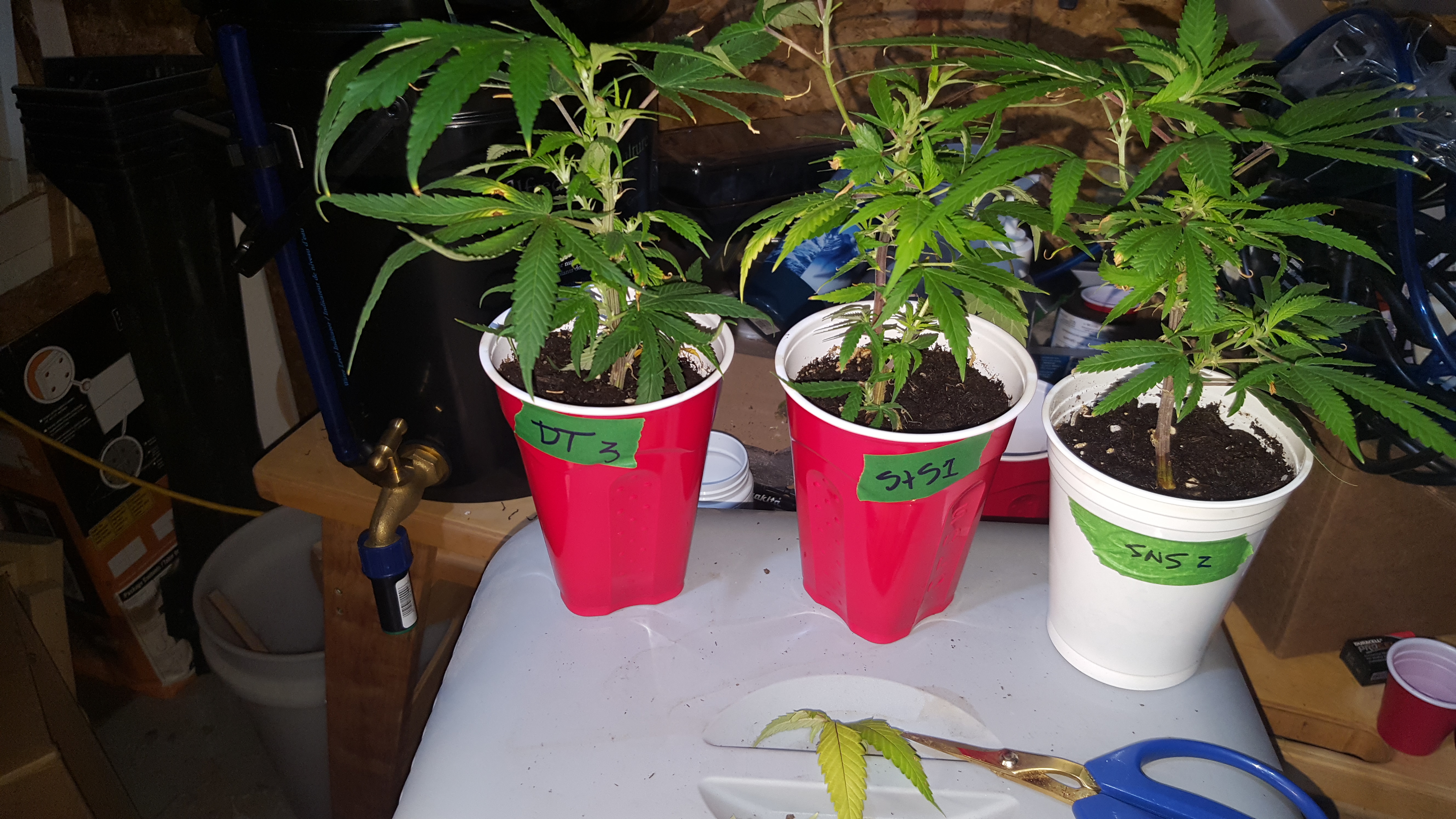 Clone Batch 4