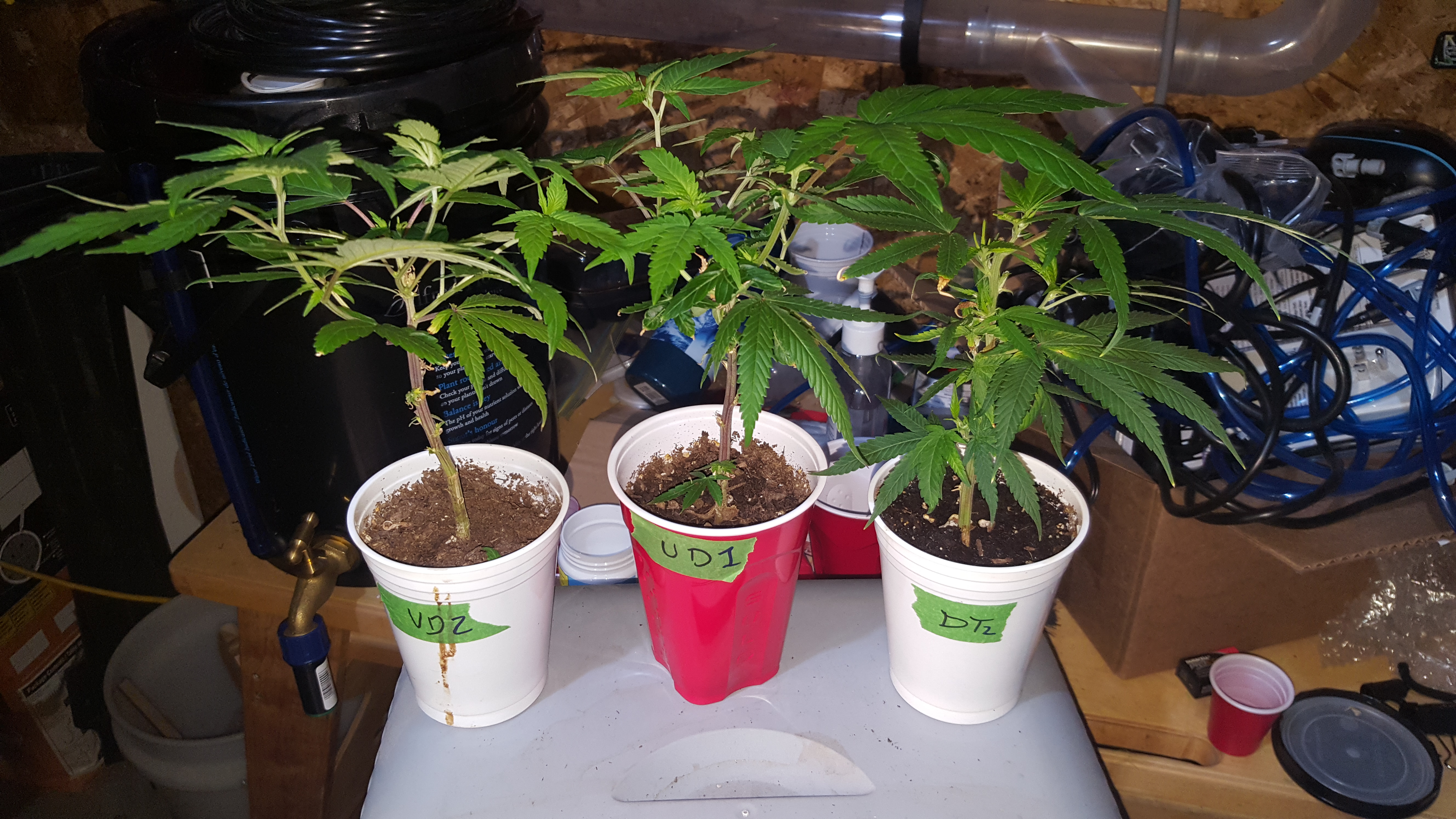 Clone Batch 3
